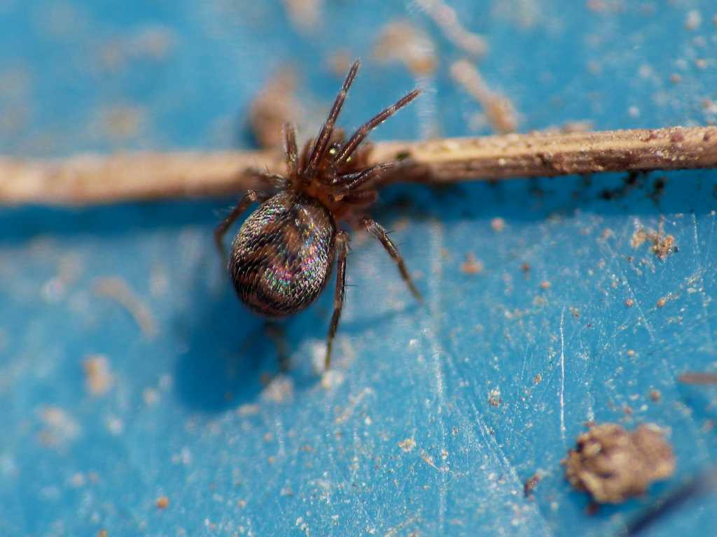 Lathys sp.? (Dictynidae) - Tolfa e Ostia (RM)